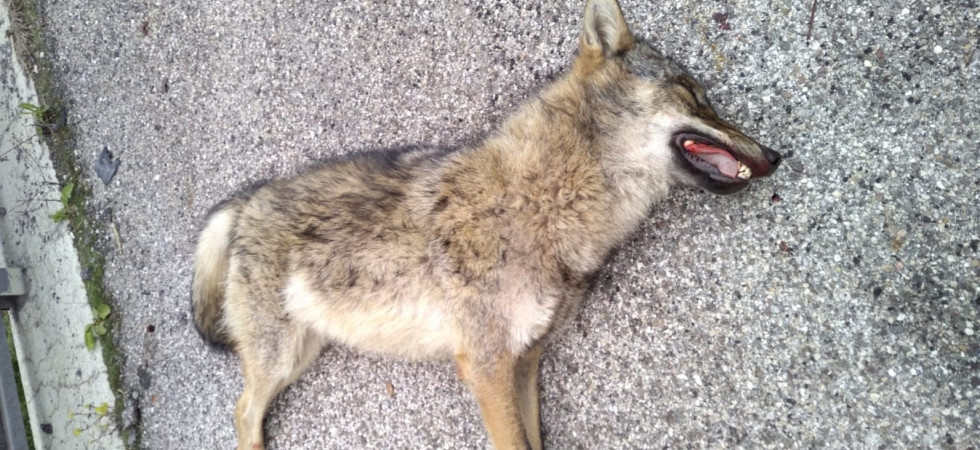 Lupo investito e ucciso sulla Valsugana: la carcassa consegnata al Corpo forestale